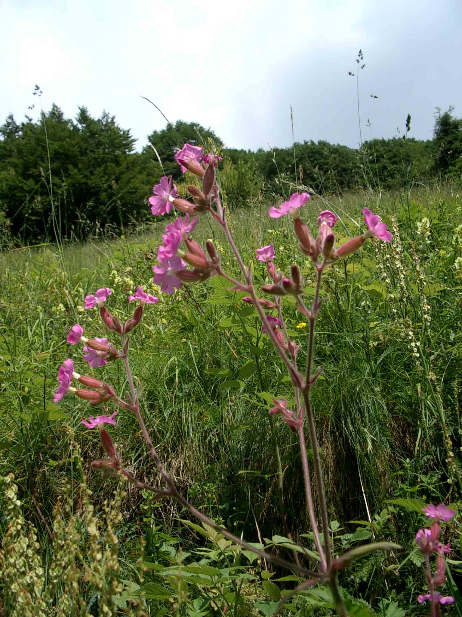 Silene dioica